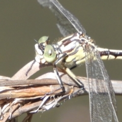 Austrogomphus guerini at Rendezvous Creek, ACT - 11 Feb 2019