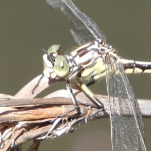 Austrogomphus guerini at Rendezvous Creek, ACT - 11 Feb 2019 12:58 PM