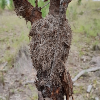 Papyrius nitidus (Shining Coconut Ant) at Stromlo, ACT - 5 Feb 2019 by BrianSummers