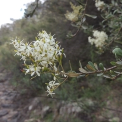 Bursaria spinosa (Native Blackthorn, Sweet Bursaria) at Banks, ACT - 12 Jan 2019 by MichaelBedingfield