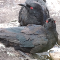 Corcorax melanorhamphos (White-winged Chough) at Conder, ACT - 12 Jan 2019 by michaelb