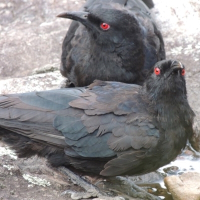 Corcorax melanorhamphos (White-winged Chough) at Conder, ACT - 12 Jan 2019 by MichaelBedingfield