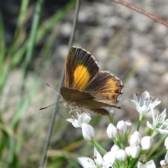 Paralucia pyrodiscus (Fiery Copper) at Isaacs, ACT - 12 Feb 2019 by Mike