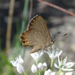 Paralucia pyrodiscus at Isaacs, ACT - suppressed