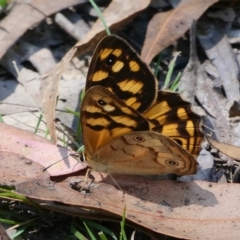 Heteronympha paradelpha (Spotted Brown) at Tidbinbilla Nature Reserve - 11 Feb 2019 by DPRees125