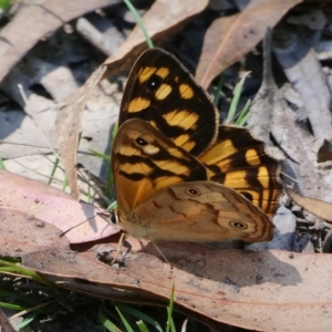 Heteronympha paradelpha at Paddys River, ACT - 11 Feb 2019