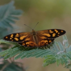 Heteronympha banksii at Paddys River, ACT - 11 Feb 2019