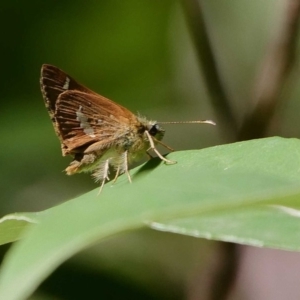 Taractrocera papyria at Paddys River, ACT - 11 Feb 2019