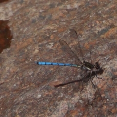 Diphlebia lestoides (Whitewater Rockmaster) at Paddys River, ACT - 12 Dec 2018 by DPRees125