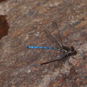 Diphlebia lestoides at Paddys River, ACT - 12 Dec 2018