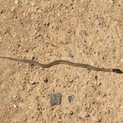 Pseudonaja textilis (Eastern Brown Snake) at Cooleman Ridge - 11 Feb 2019 by BarrieR