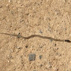 Pseudonaja textilis (Eastern Brown Snake) at Chapman, ACT - 11 Feb 2019 by BarrieR