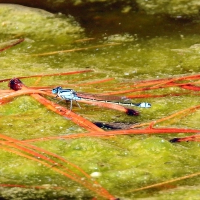 Ischnura heterosticta (Common Bluetail Damselfly) at Molonglo Valley, ACT - 10 Feb 2019 by RodDeb