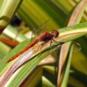 Diplacodes haematodes at Molonglo Valley, ACT - 11 Feb 2019