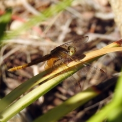 Diplacodes haematodes at Molonglo Valley, ACT - 11 Feb 2019