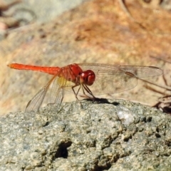 Diplacodes haematodes at Molonglo Valley, ACT - 11 Feb 2019 10:44 AM