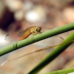 Diplacodes haematodes at Molonglo Valley, ACT - 11 Feb 2019 10:44 AM