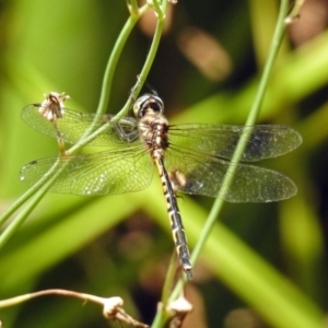 Hemicordulia australiae at Molonglo Valley, ACT - 11 Feb 2019 10:57 AM