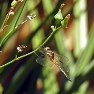 Hemicordulia australiae at Molonglo Valley, ACT - 11 Feb 2019 10:57 AM