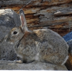 Oryctolagus cuniculus (European Rabbit) at Molonglo Valley, ACT - 11 Feb 2019 by RodDeb