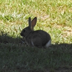 Oryctolagus cuniculus at Molonglo Valley, ACT - 11 Feb 2019 10:36 AM