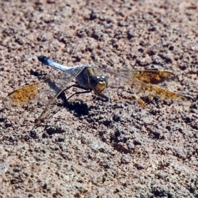 Orthetrum caledonicum (Blue Skimmer) at Molonglo Valley, ACT - 11 Feb 2019 by RodDeb