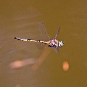 Hemicordulia australiae at Molonglo Valley, ACT - 11 Feb 2019