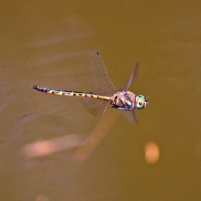 Hemicordulia australiae (Australian Emerald) at Molonglo Valley, ACT - 11 Feb 2019 by RodDeb