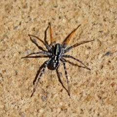 Nyssus coloripes (Spotted Ground Swift Spider) at National Zoo and Aquarium - 11 Feb 2019 by RodDeb