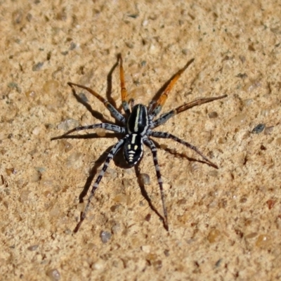 Nyssus coloripes (Spotted Ground Swift Spider) at Molonglo Valley, ACT - 11 Feb 2019 by RodDeb