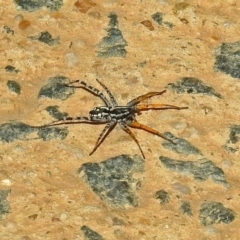 Nyssus coloripes at Molonglo Valley, ACT - 11 Feb 2019 11:15 AM