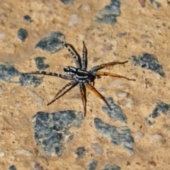 Nyssus coloripes at Molonglo Valley, ACT - 11 Feb 2019 11:15 AM