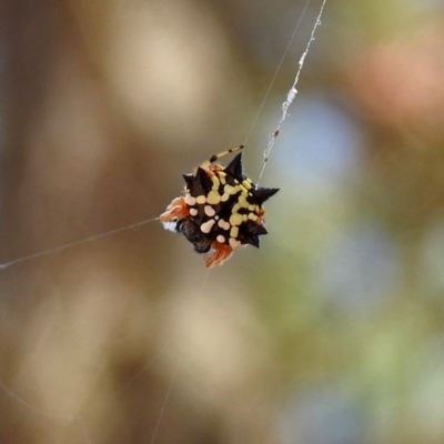 Austracantha minax (Christmas Spider, Jewel Spider) at Molonglo Valley, ACT - 11 Feb 2019 by RodDeb