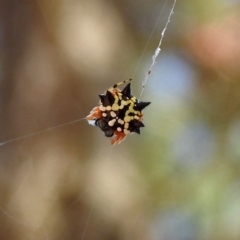 Austracantha minax (Christmas Spider, Jewel Spider) at Molonglo Valley, ACT - 11 Feb 2019 by RodDeb