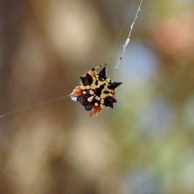Austracantha minax (Christmas Spider, Jewel Spider) at National Zoo and Aquarium - 11 Feb 2019 by RodDeb