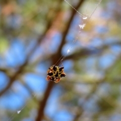 Austracantha minax at Molonglo Valley, ACT - 11 Feb 2019