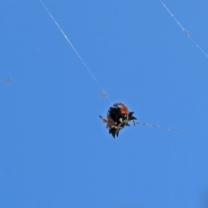 Austracantha minax at Molonglo Valley, ACT - 11 Feb 2019