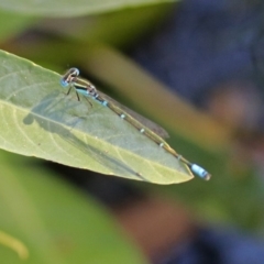 Austroagrion watsoni (Eastern Billabongfly) at ANBG - 11 Feb 2019 by RodDeb