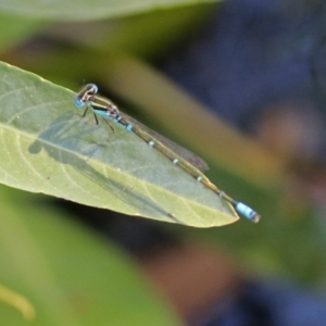 Austroagrion watsoni at Acton, ACT - 11 Feb 2019 03:15 PM