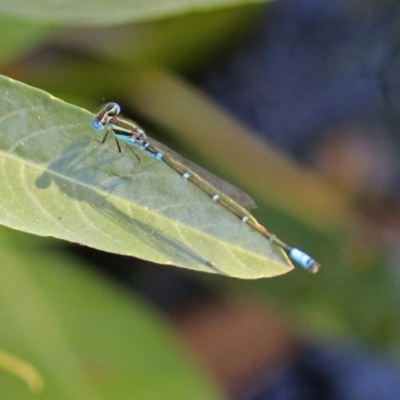 Austroagrion watsoni (Eastern Billabongfly) at ANBG - 11 Feb 2019 by RodDeb