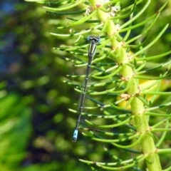 Austroagrion watsoni at Acton, ACT - 11 Feb 2019 03:15 PM