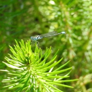 Austroagrion watsoni at Acton, ACT - 11 Feb 2019 03:15 PM