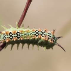 Doratifera quadriguttata and casta (Four-spotted Cup Moth) at Lyons, ACT - 12 Feb 2019 by AlisonMilton