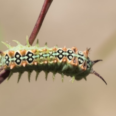 Doratifera quadriguttata and casta (Four-spotted Cup Moth) at Oakey Hill - 12 Feb 2019 by Alison Milton