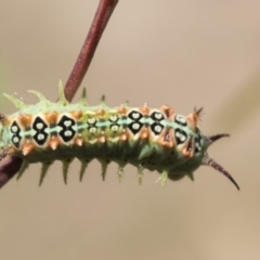 Doratifera quadriguttata and casta (Four-spotted Cup Moth) at Oakey Hill - 12 Feb 2019 by Alison Milton