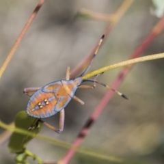 Amorbus (genus) (Eucalyptus Tip bug) at Lyons, ACT - 12 Feb 2019 by AlisonMilton