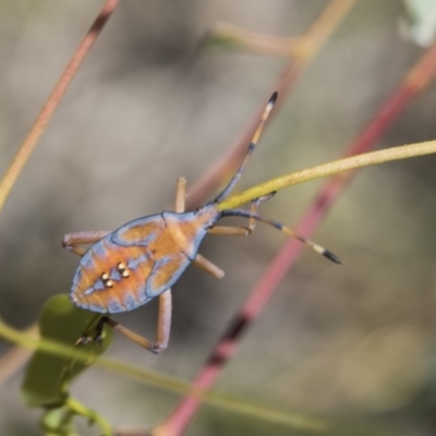 Amorbus sp. (genus) (Eucalyptus Tip bug) at Lyons, ACT - 12 Feb 2019 by Alison Milton