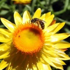 Lasioglossum (Chilalictus) sp. (genus & subgenus) (Halictid bee) at ANBG - 11 Feb 2019 by RodDeb