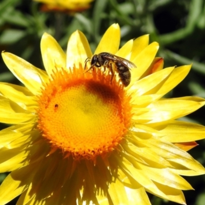 Lasioglossum (Chilalictus) sp. (genus & subgenus) (Halictid bee) at ANBG - 11 Feb 2019 by RodDeb