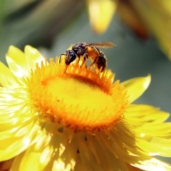 Lasioglossum (Chilalictus) sp. (genus & subgenus) at Acton, ACT - 11 Feb 2019